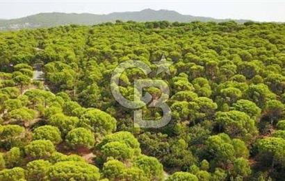 Bergama Karavelilerde 6.890 m² Fıstık Çamlığı | Yatırımlık