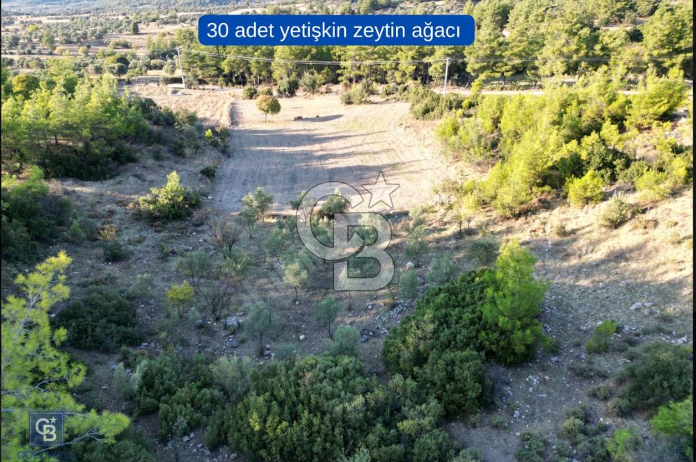 Milas Ulaş'ta Yatırıma Uygun, 54m Yol Cepheli 11.849m² Tarla