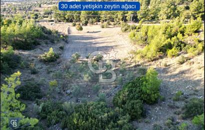 Milas Ulaş'ta Yatırıma Uygun, 54m Yol Cepheli 11.849m² Tarla