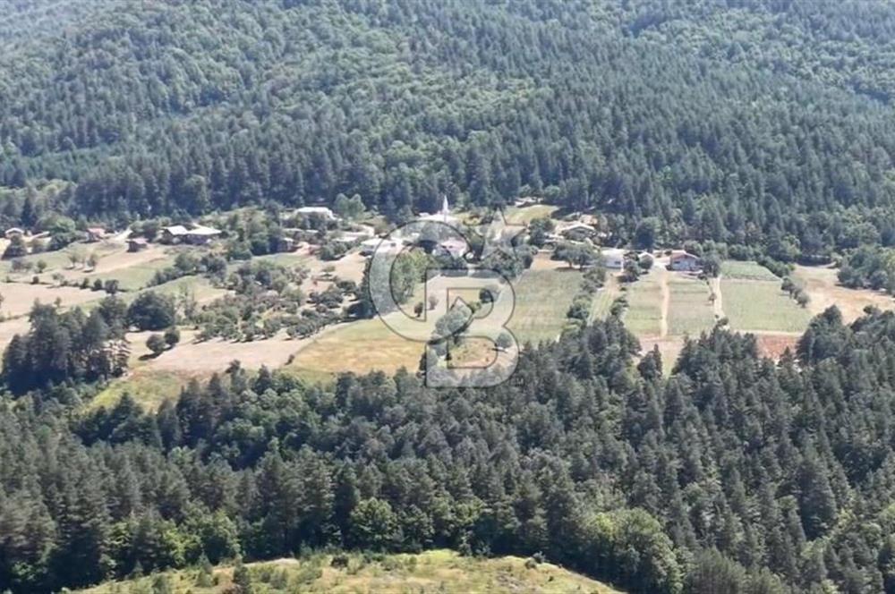 BURSA İZNİK ELMALIDA SATILIK TARLA