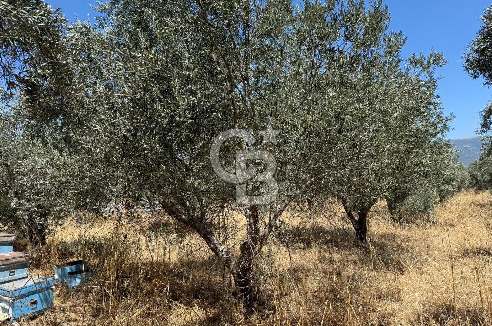 Kemalpaşa Örnekköy Mahallesinde Satılık İmarlı Arsa