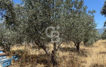 Kemalpaşa Örnekköy Mahallesinde Satılık İmarlı Arsa