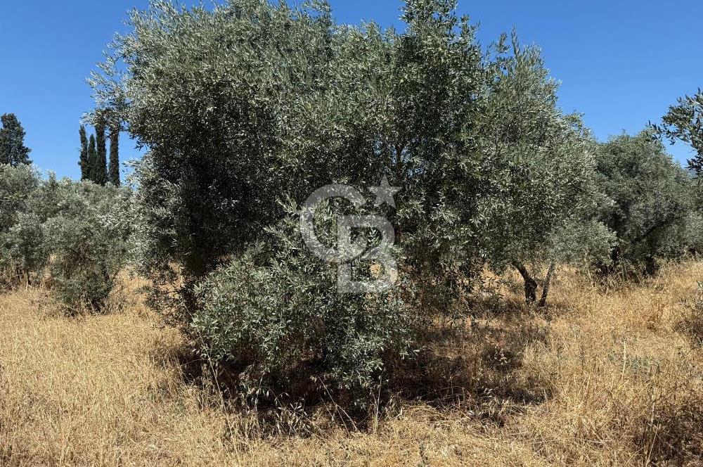 Kemalpaşa Örnekköy Mahallesinde Satılık İmarlı Arsa