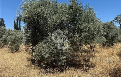 Kemalpaşa Örnekköy Mahallesinde Satılık İmarlı Arsa
