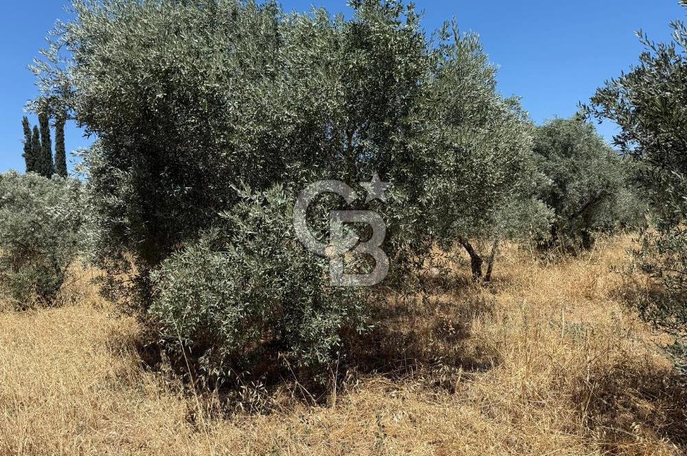 Kemalpaşa Örnekköy Mahallesinde Satılık İmarlı Arsa