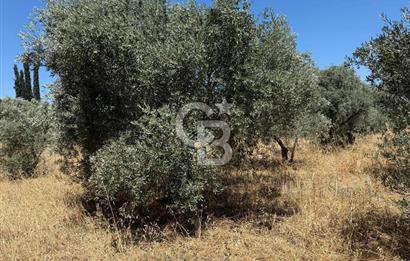 Kemalpaşa Örnekköy Mahallesinde Satılık İmarlı Arsa