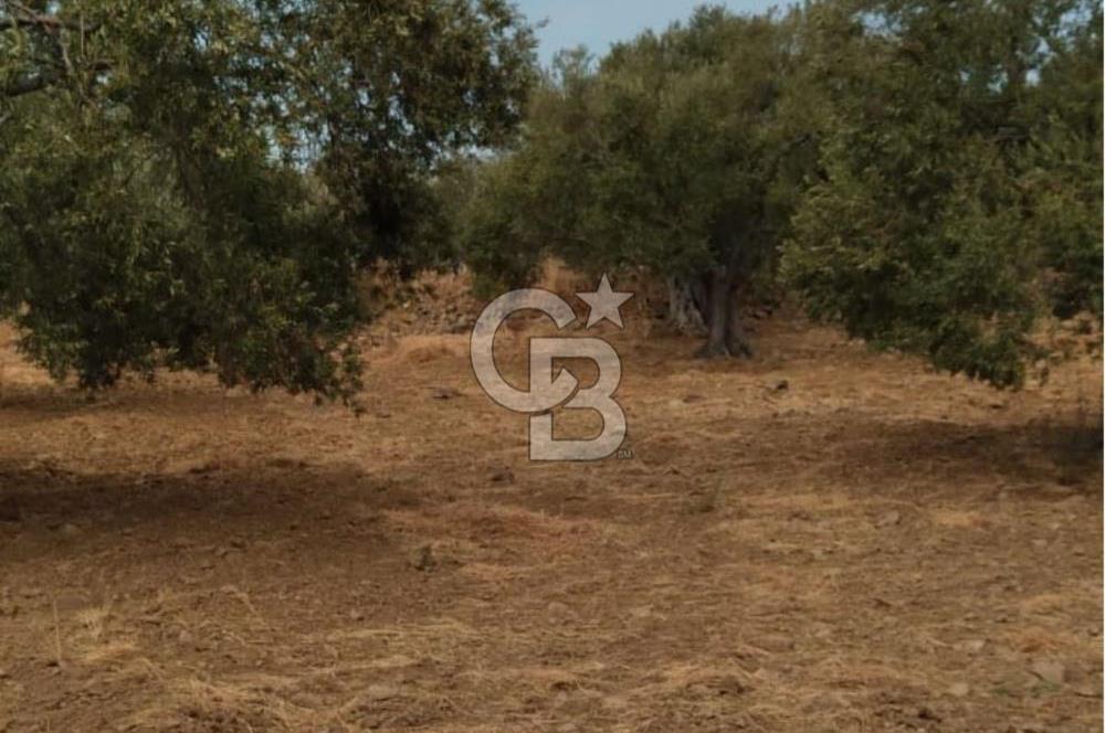 Cunda Adası Paterica Mevkiinde 9.262 m² Verimli Zeytinlik