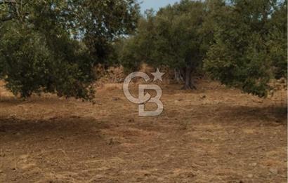 Cunda Adası Paterica Mevkiinde 9.262 m² Verimli Zeytinlik
