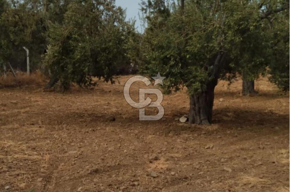 Cunda Adası Paterica Mevkiinde 9.262 m² Verimli Zeytinlik