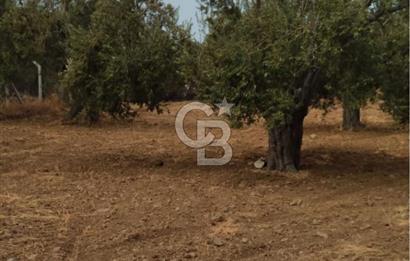 Cunda Adası Paterica Mevkiinde 9.262 m² Verimli Zeytinlik