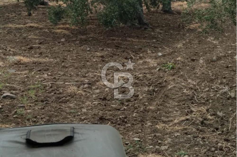 Cunda Adası Paterica Mevkiinde 9.262 m² Verimli Zeytinlik