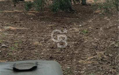 Cunda Adası Paterica Mevkiinde 9.262 m² Verimli Zeytinlik