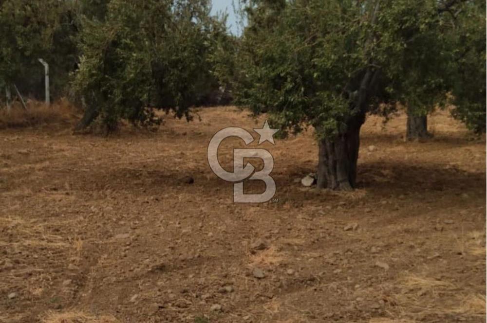 Cunda Adası Paterica Mevkiinde 9.262 m² Verimli Zeytinlik