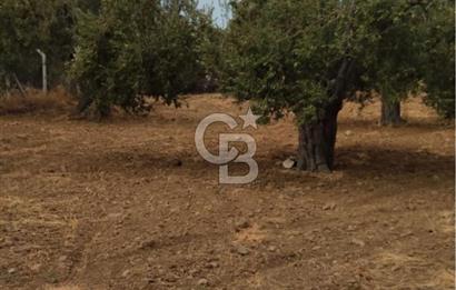 Cunda Adası Paterica Mevkiinde 9.262 m² Verimli Zeytinlik