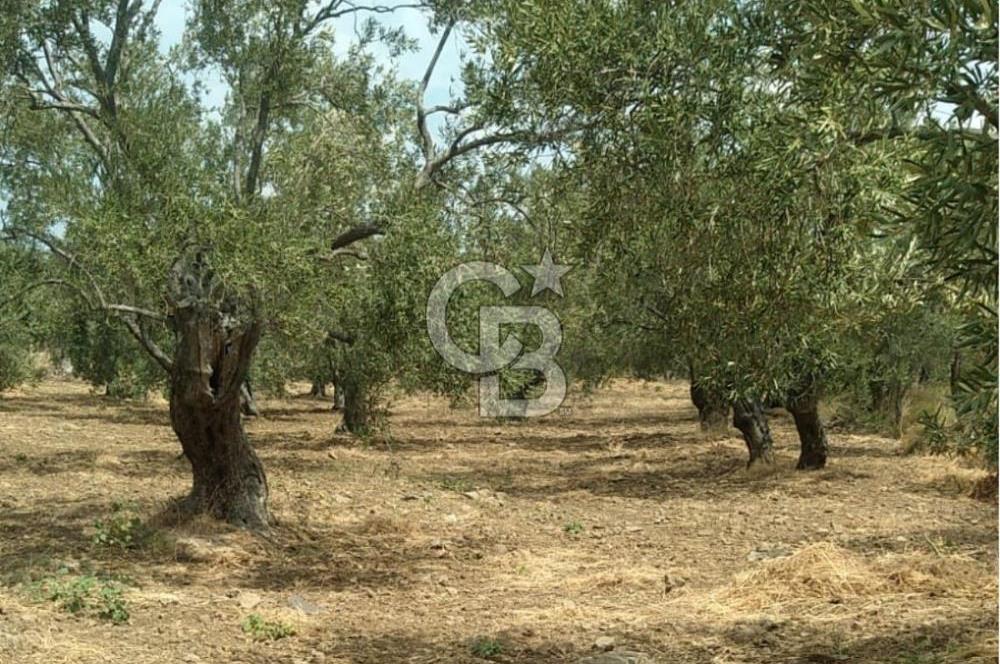 Cunda Adası Paterica Mevkiinde 9.262 m² Verimli Zeytinlik