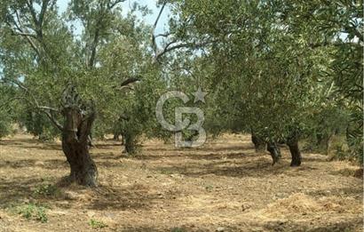 Cunda Adası Paterica Mevkiinde 9.262 m² Verimli Zeytinlik