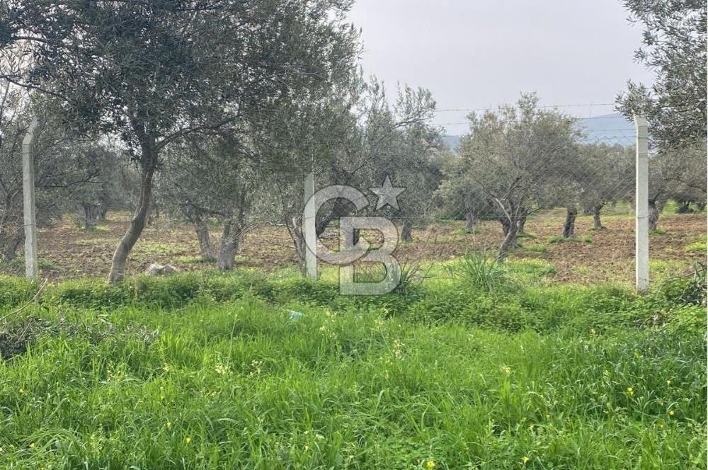 Cunda Adası Paterica Mevkiinde 9.262 m² Verimli Zeytinlik