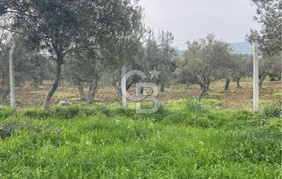 Cunda Adası Paterica Mevkiinde 9.262 m² Verimli Zeytinlik
