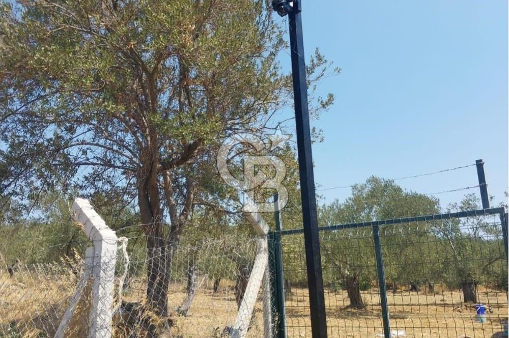 Cunda Adası Paterica Mevkiinde 9.262 m² Verimli Zeytinlik