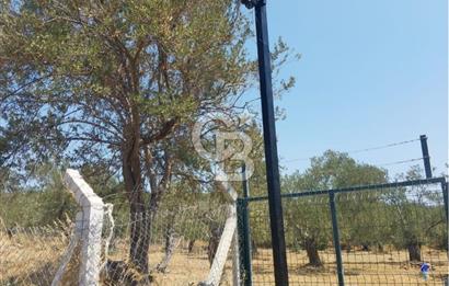 Cunda Adası Paterica Mevkiinde 9.262 m² Verimli Zeytinlik