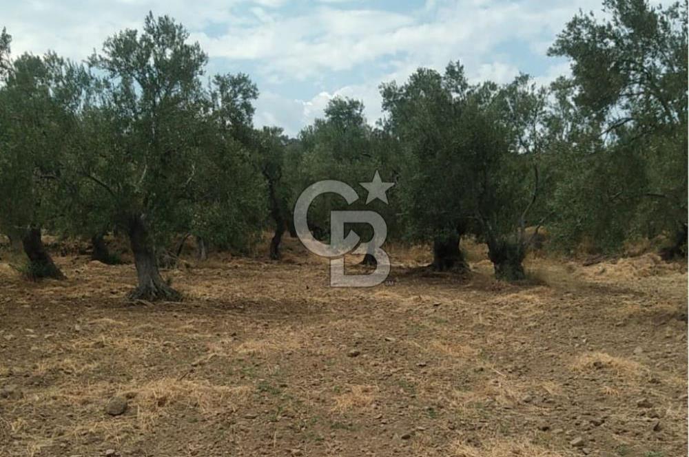 Cunda Adası Paterica Mevkiinde 9.262 m² Verimli Zeytinlik