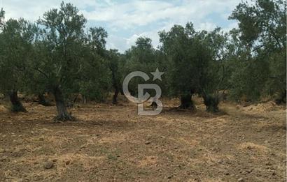 Cunda Adası Paterica Mevkiinde 9.262 m² Verimli Zeytinlik