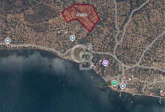 Cunda Adası Paterica Mevkiinde 9.262 m² Verimli Zeytinlik - 10 - 362663