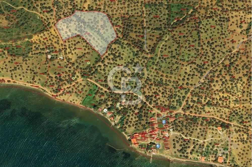 Cunda Adası Paterica Mevkiinde 9.262 m² Verimli Zeytinlik