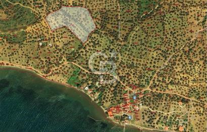 Cunda Adası Paterica Mevkiinde 9.262 m² Verimli Zeytinlik