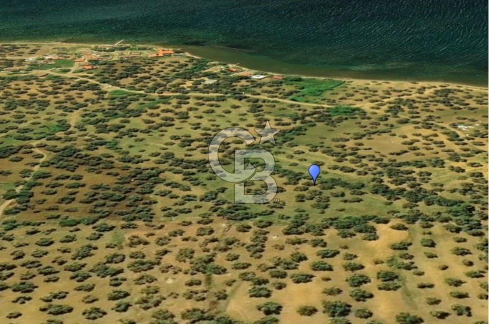 Cunda Adası Paterica Mevkiinde 9.262 m² Verimli Zeytinlik