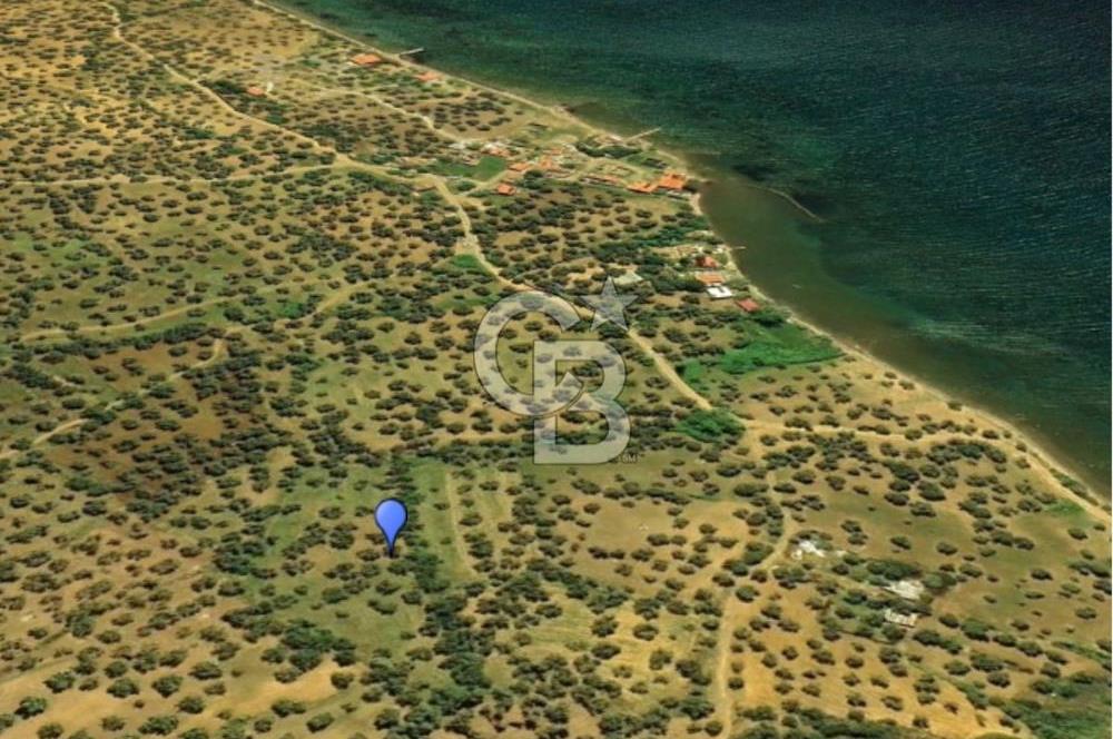 Cunda Adası Paterica Mevkiinde 9.262 m² Verimli Zeytinlik