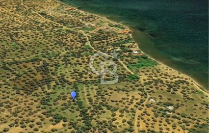 Cunda Adası Paterica Mevkiinde 9.262 m² Verimli Zeytinlik