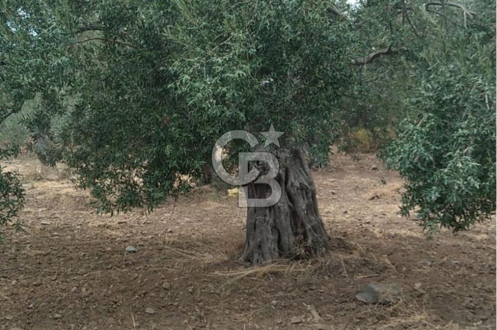 Cunda Adası Paterica Mevkiinde 9.262 m² Verimli Zeytinlik