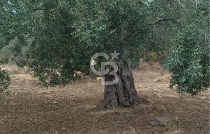 Cunda Adası Paterica Mevkiinde 9.262 m² Verimli Zeytinlik