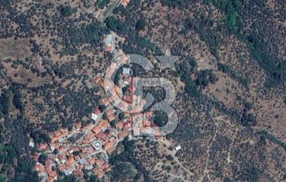 İzmir Bayındır Hisarlık'ta Uygun Fiyata Yatırımlık Zeytinlik