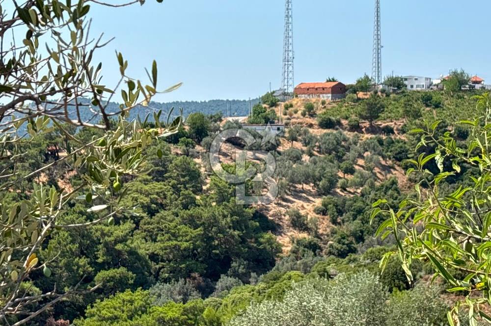 Seferihisar Beylerde Köyü'nde Yatırımlık Satılık Zeytinlik
