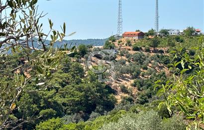 Seferihisar Beylerde Köyü'nde Yatırımlık Satılık Zeytinlik
