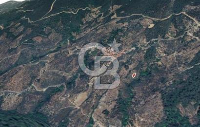 İzmir Bayındır Hisarlık'ta Uygun Fiyata Yatırımlık Zeytinlik