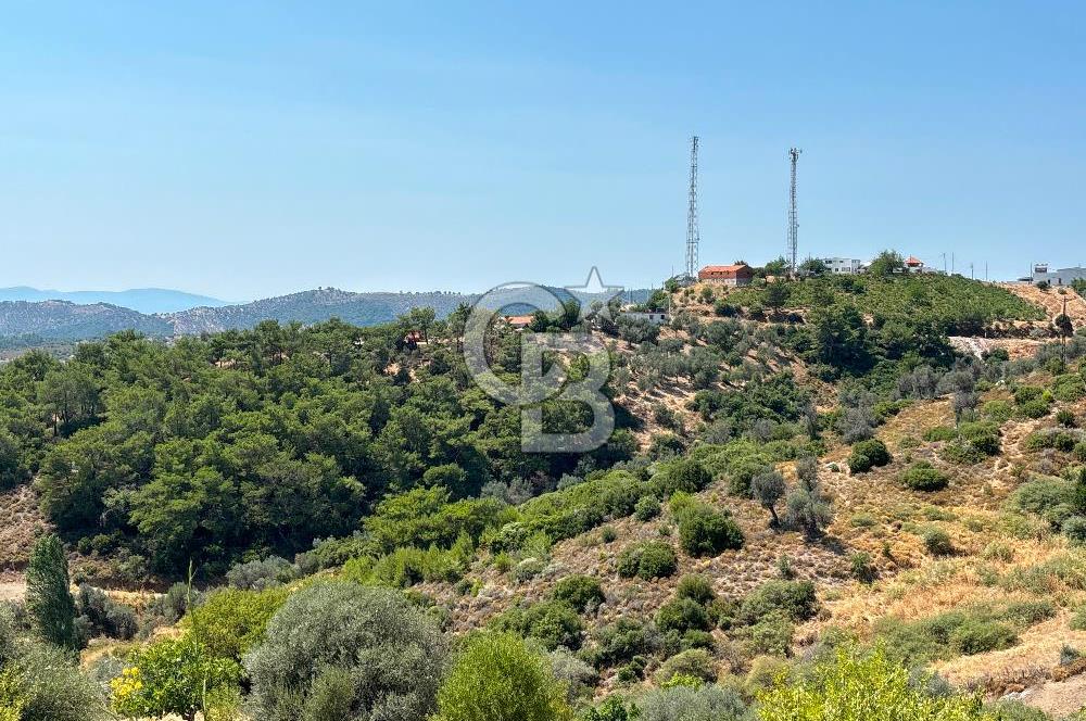 Seferihisar Beylerde Köyü'nde Yatırımlık Satılık Zeytinlik
