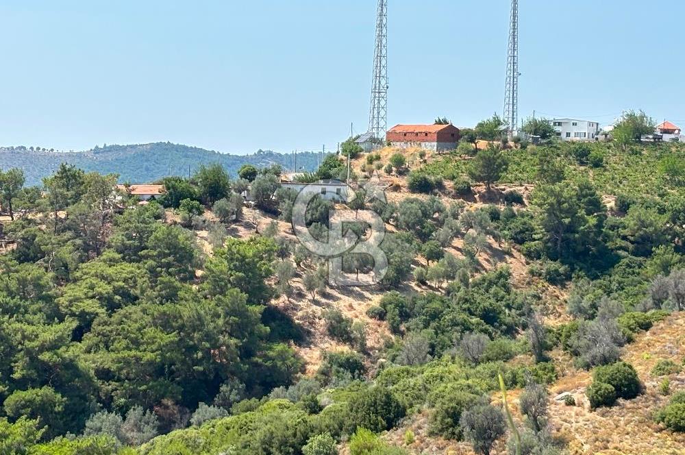 Seferihisar Beylerde Köyü'nde Yatırımlık Satılık Zeytinlik