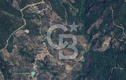 İzmir Bayındır Hisarlık'ta Uygun Fiyata Yatırımlık Zeytinlik