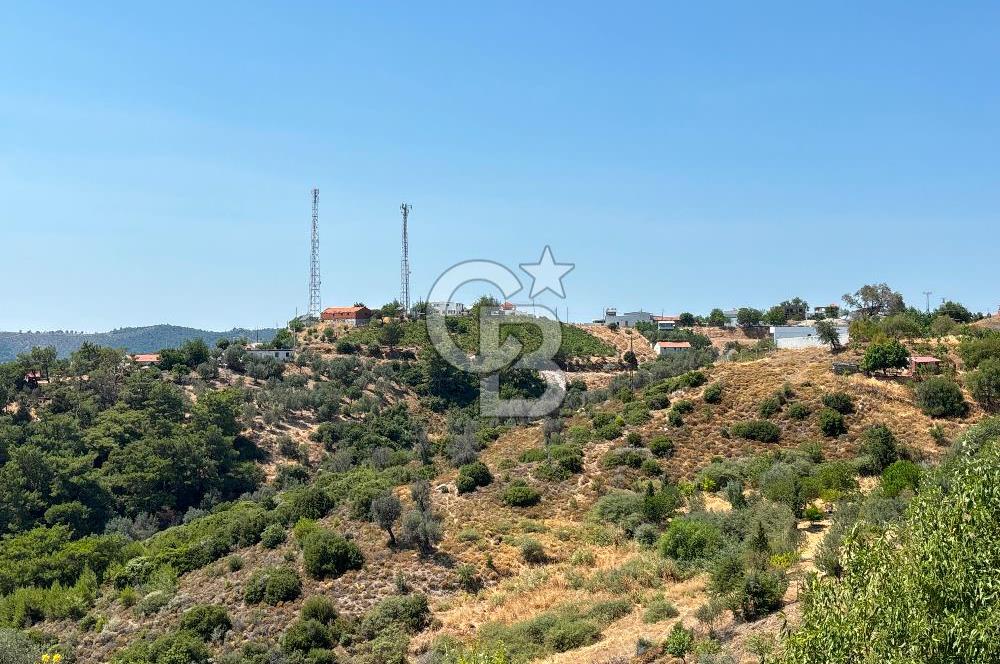 Seferihisar Beylerde Köyü'nde Yatırımlık Satılık Zeytinlik