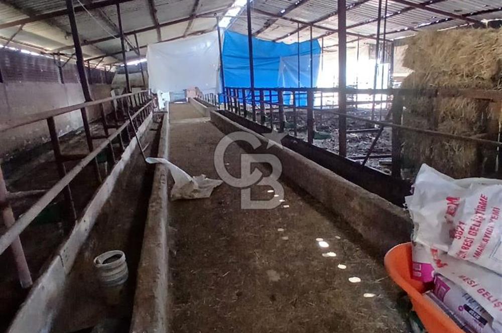 cb fly dan kandıra da satılık çiftlik