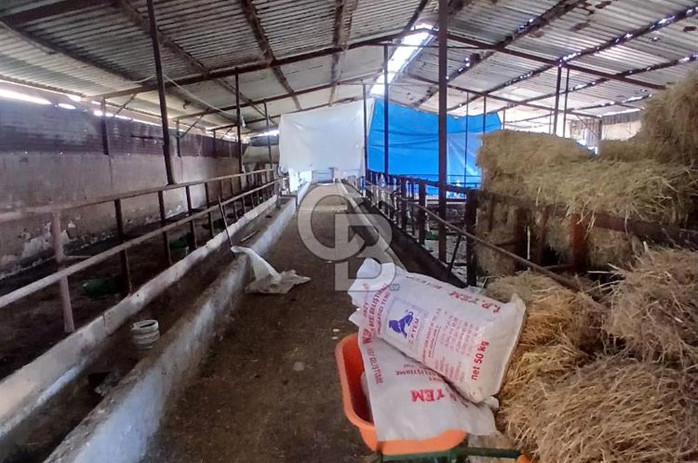cb fly dan kandıra da satılık çiftlik