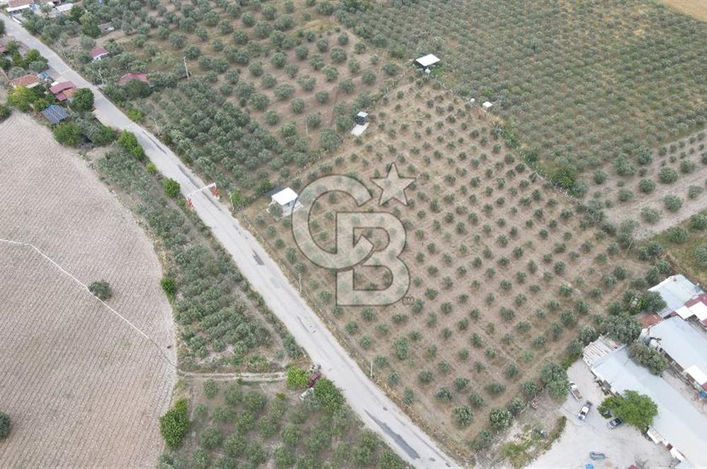 Saruhanlı Sarıçam'da 4200 M² Satılık Zeytinlik