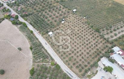 Saruhanlı Sarıçam'da 4200 M² Satılık Zeytinlik