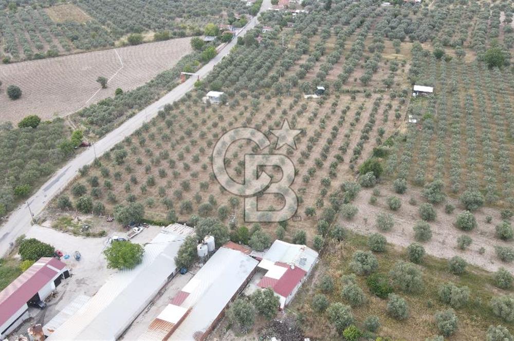 Saruhanlı Sarıçam'da 4200 M² Satılık Zeytinlik