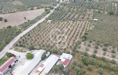 Saruhanlı Sarıçam'da 4200 M² Satılık Zeytinlik