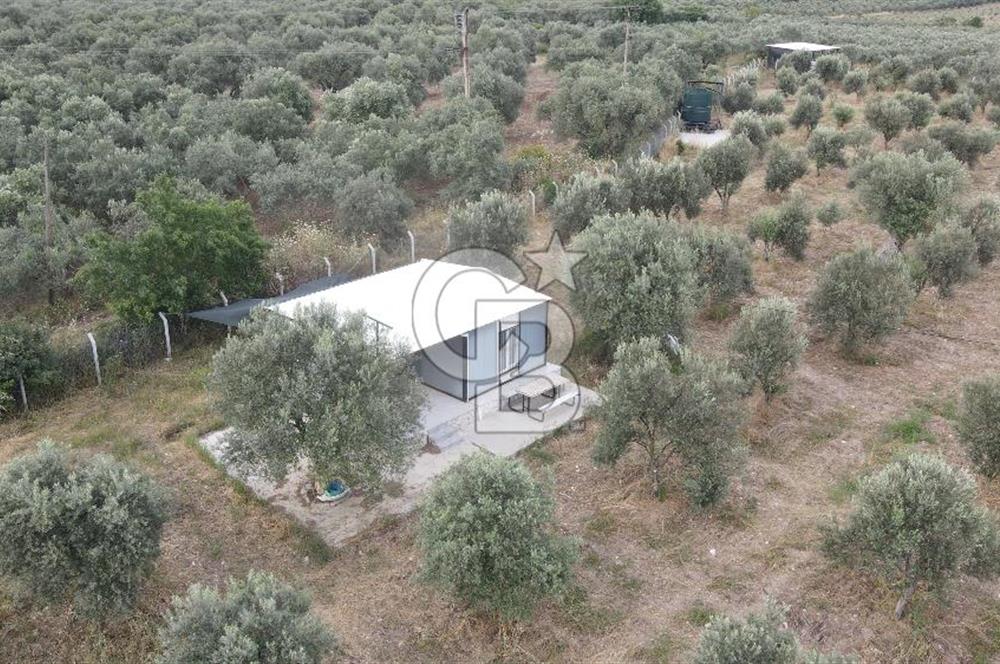 Saruhanlı Sarıçam'da 4200 M² Satılık Zeytinlik
