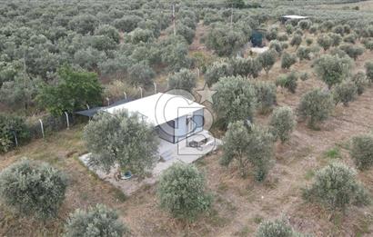 Saruhanlı Sarıçam'da 4200 M² Satılık Zeytinlik